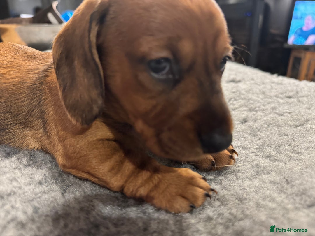 Dachshund dogs for sale: Short backed wire-haired dachshunds - Image 12