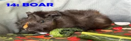 Guinea Pig rodents for sale: Various Guinea Pigs - Ready Now - Advert 27