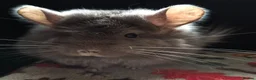 Chinchilla rodents for sale: A verity of Chinchillas rpa/rpac - Advert 17
