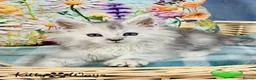 Maine Coon cats for sale: 🐾💠 *TICA REG* SILVER MAINE COON KITTENS 💠🐾 - Advert 11