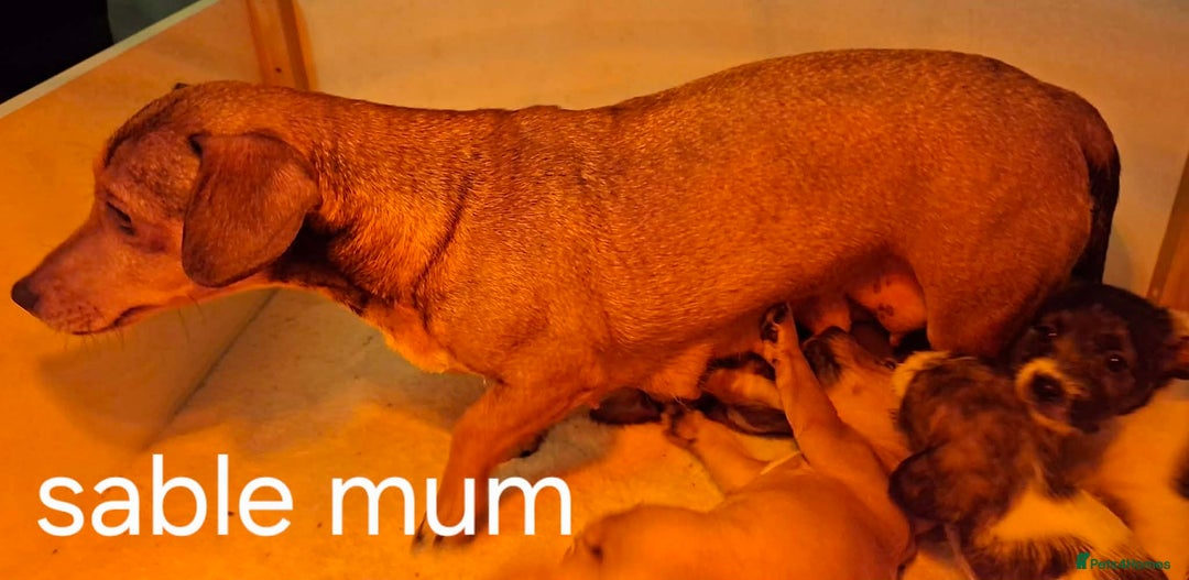 Jackapoo dogs for sale: JACKAPOO PUPPIES - Advert 2