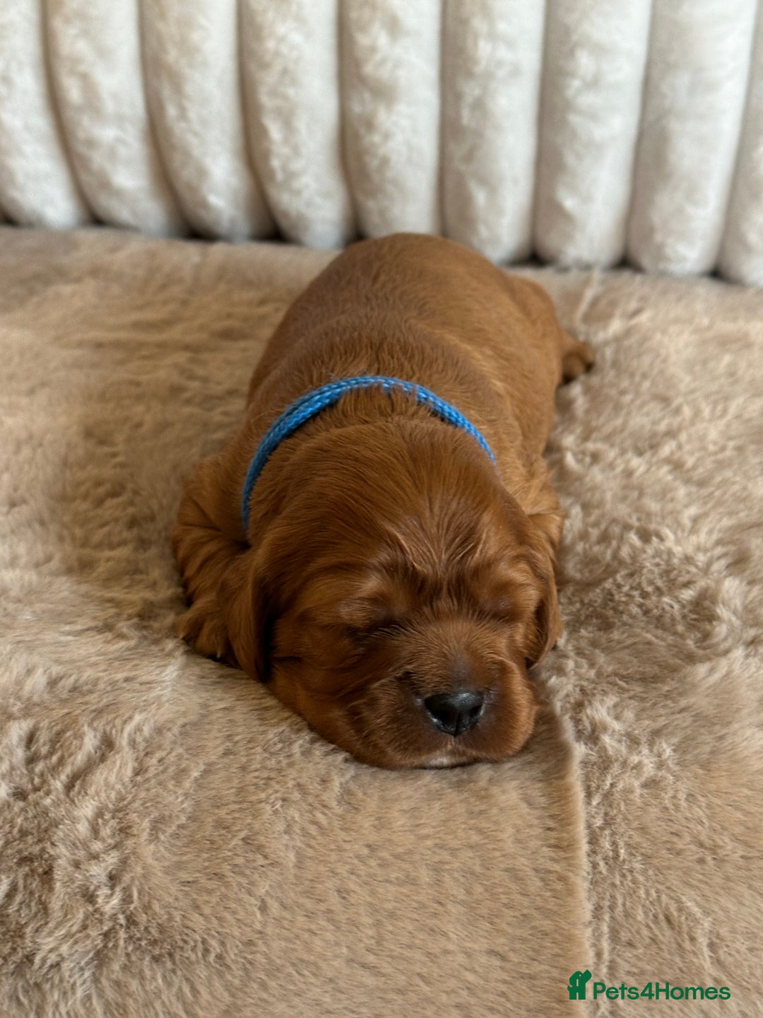 Cavalier King Charles Spaniel dogs for sale: 🐾 KC Registered Health Tested Puppies 🐾 - Image 18