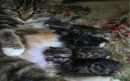 Maine Coon cats for sale: Half Maine Coon kittens  - Image 3