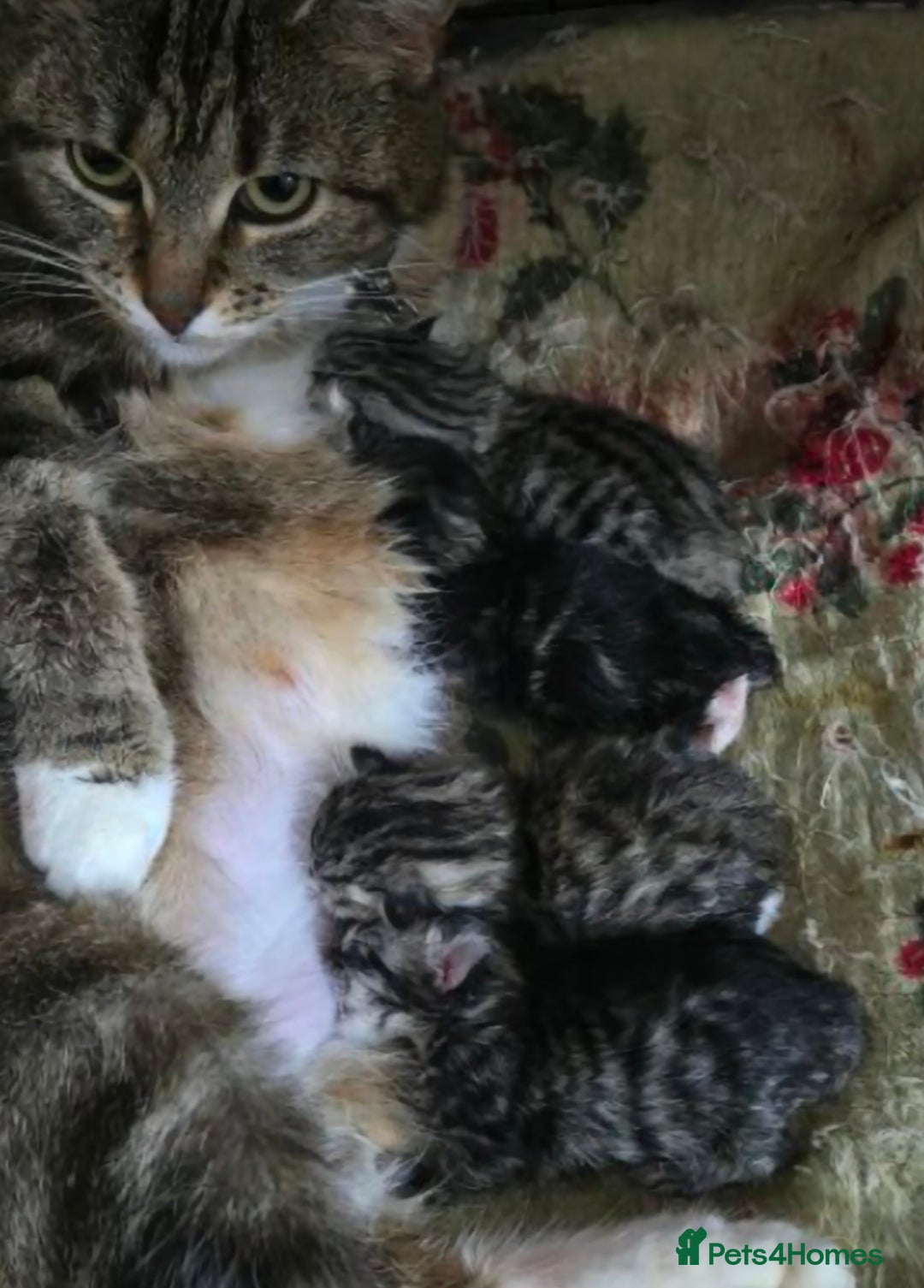 Maine Coon cats for sale: Half Maine Coon kittens  - Image 3