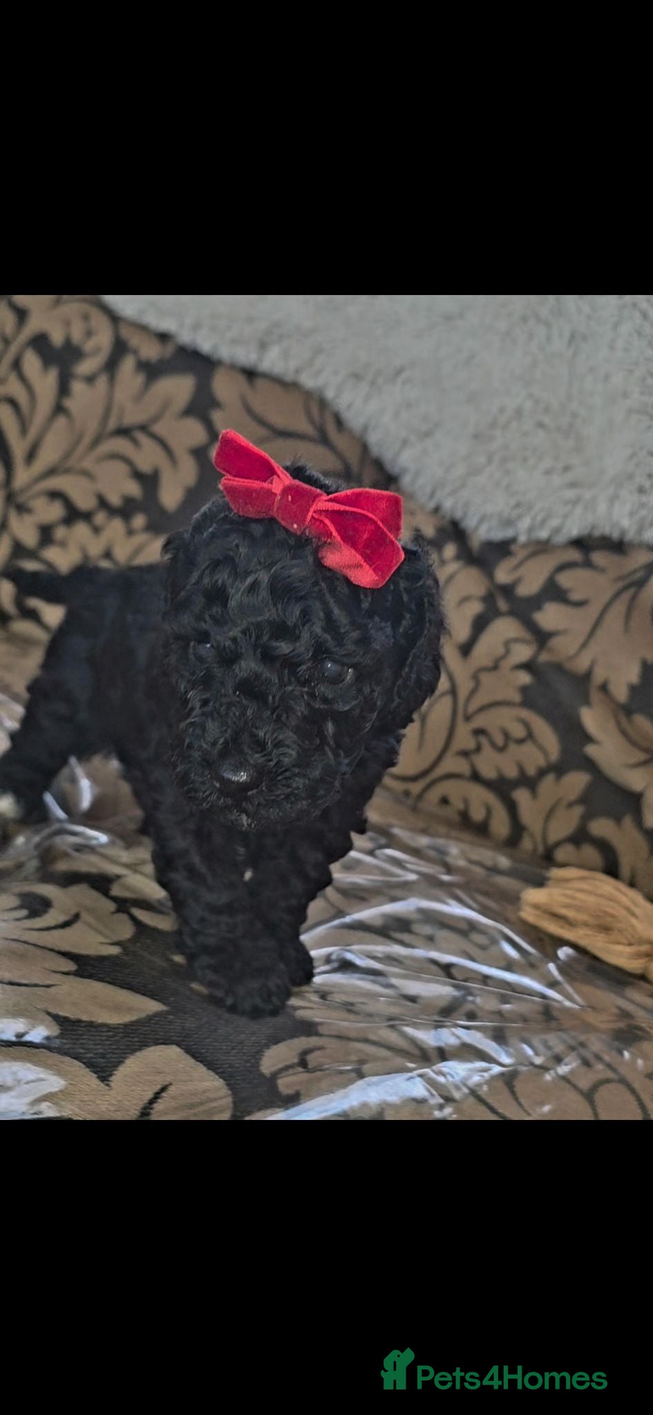 Miniature Poodle dogs Miniature poodles - Advert 1