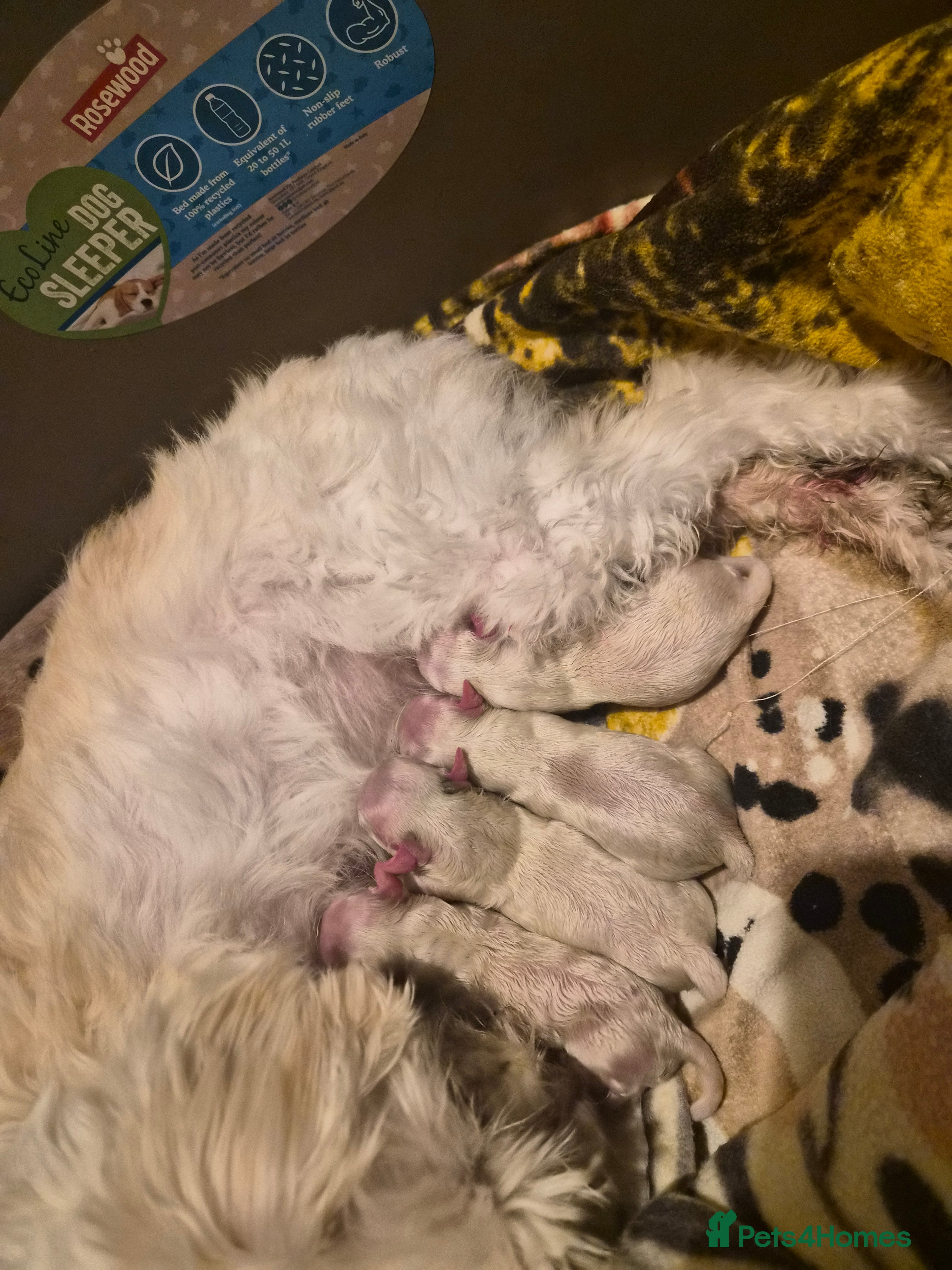 Maltipoo dogs Premium Isabella & Ivory Mini Maltipoo F2   - Advert 2