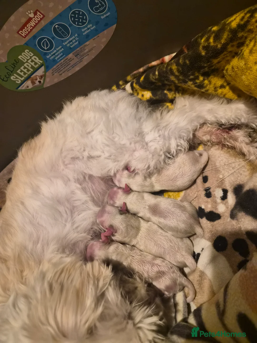 Maltipoo dogs for sale: Premium Isabella & Ivory Mini Maltipoo F2   in Pontefract - Advert 2