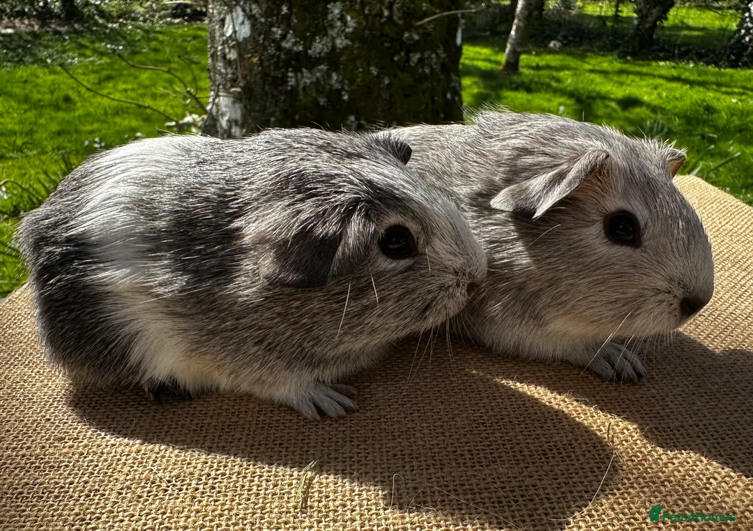 Guinea Pig rodents for sale: Pair of “pet” brothers  - Advert 2