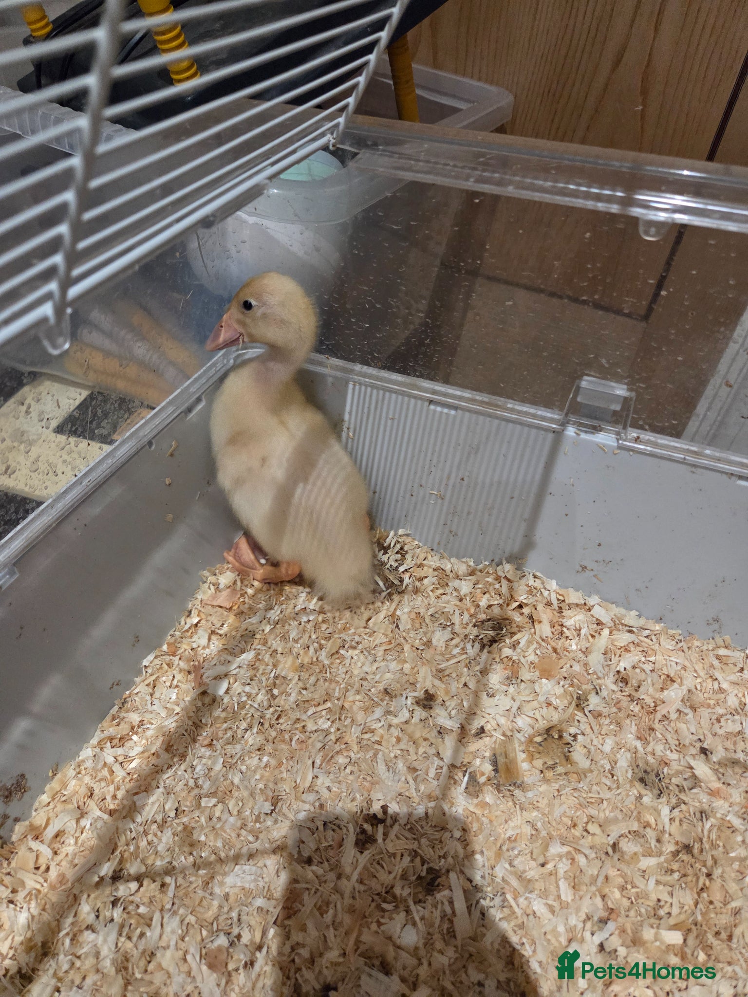 Ducks poultry for sale: Gorgeous unsexed ducklings - Advert 4