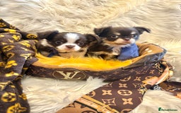 Chihuahua dogs for sale: CHIHUAHUA PUPPIES 🩵🩵 - Image 6