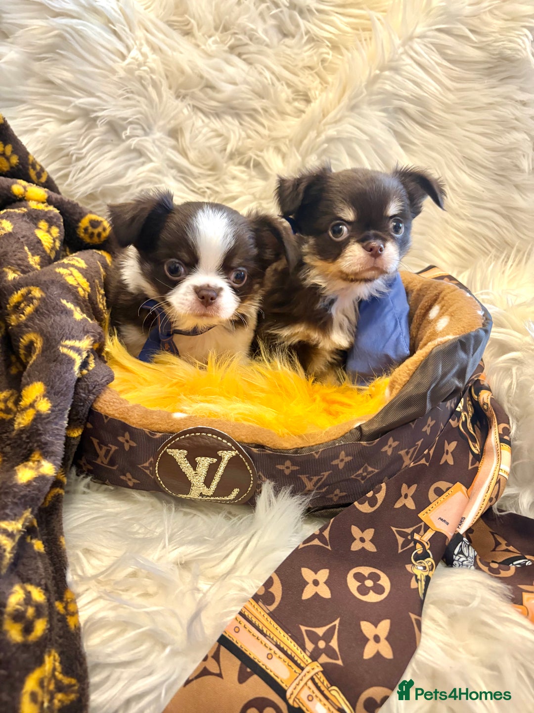 Chihuahua dogs for sale: CHIHUAHUA PUPPIES 🩵🩵 - Image 6