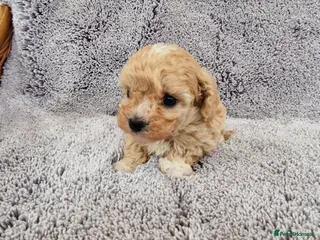 Maltipoo dogs 2x champion bloodline maltipoos - Advert 4