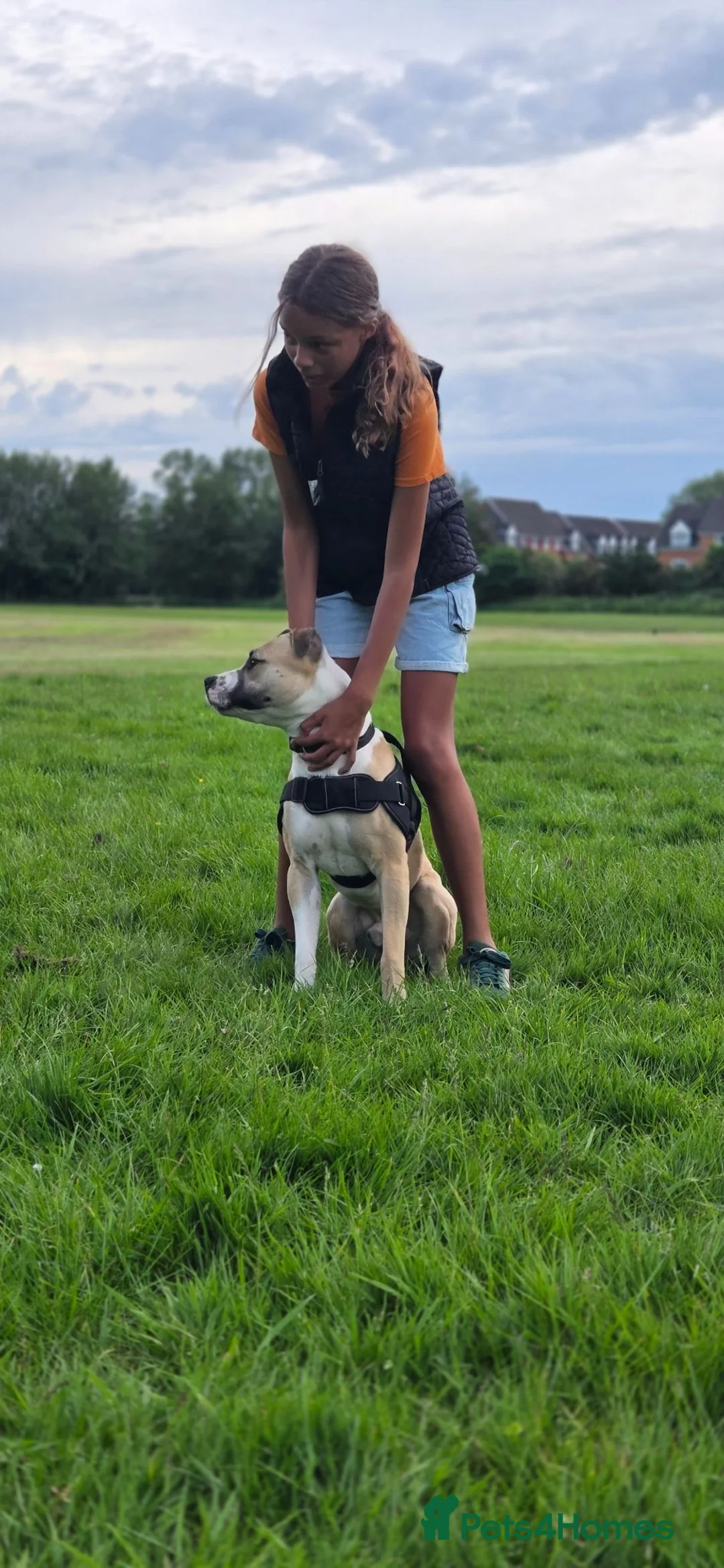 Mixed Breed dogs for sale: Mastiff x boxer  - Advert 7