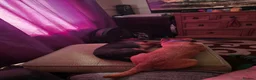 Mixed Breed dogs for sale: Chihuahua x russel - Advert 5