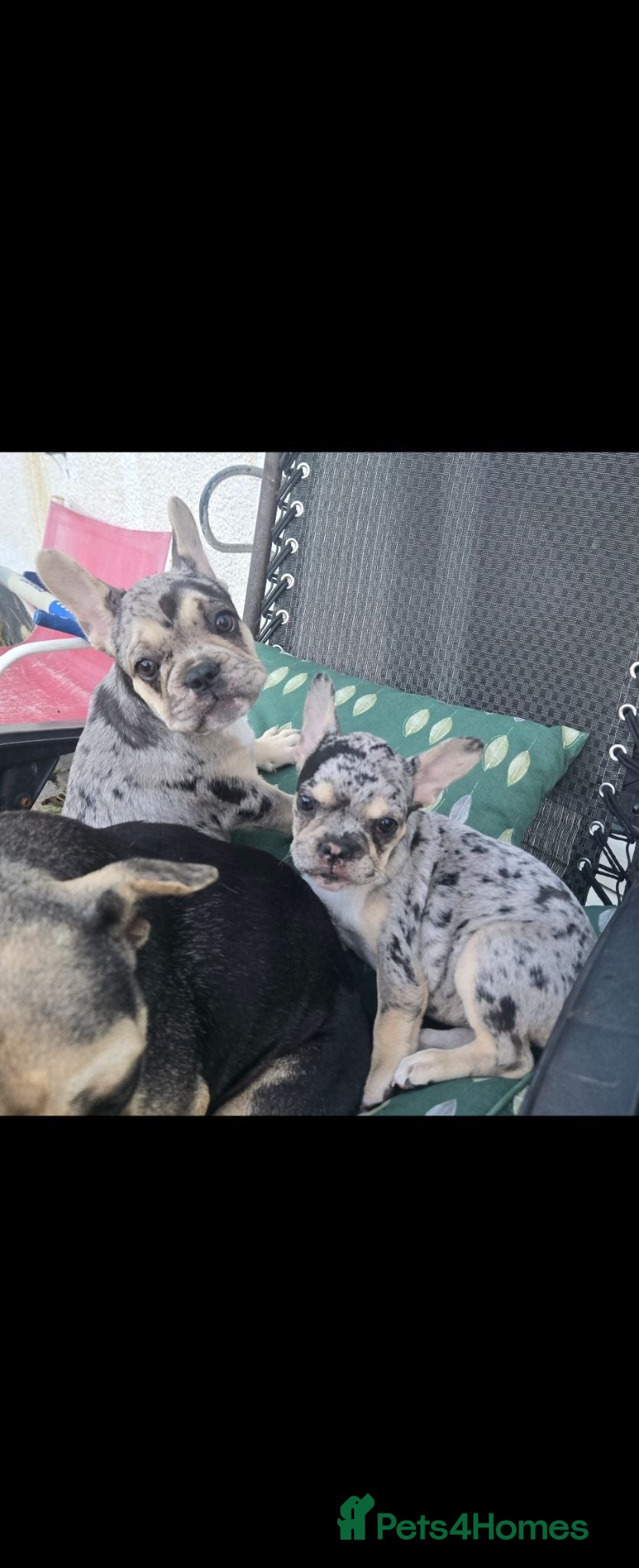 French Bulldog dogs 3 Stunning French bulldog puppies left - Advert 15