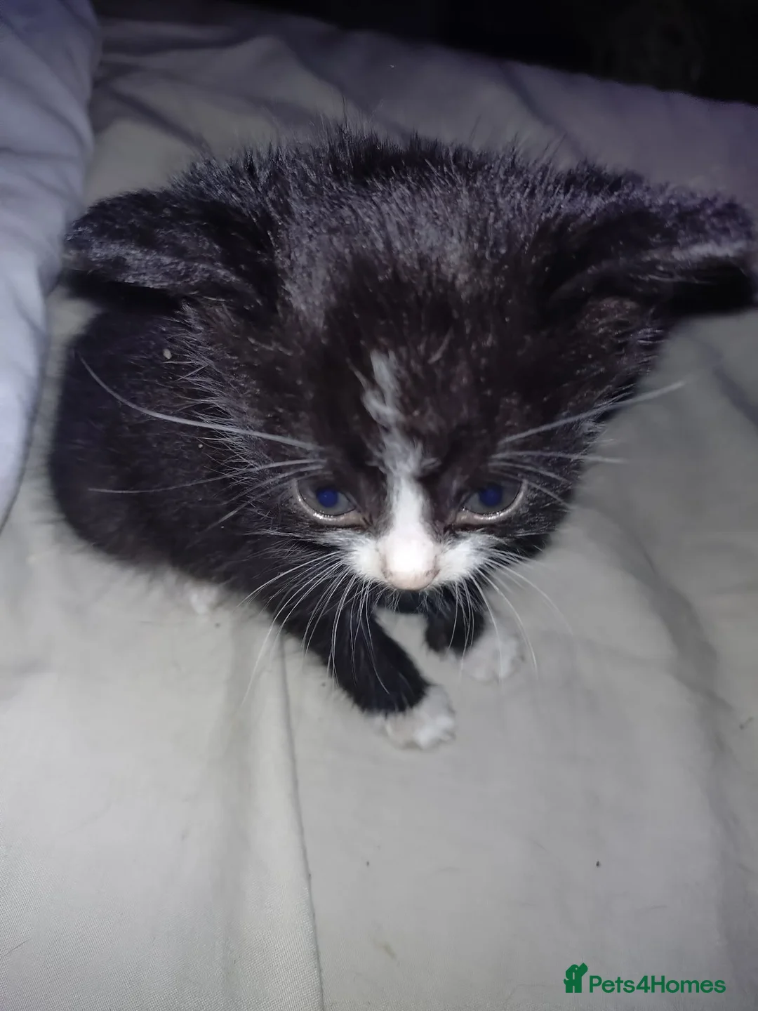 Domestic Shorthair cats for sale: Black kittens  in Wakefield - Advert 5