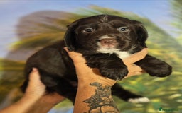 Sprocker dogs for sale: SPROKER- last boy from litter of 4(2 girls 2 boys) - Image 4