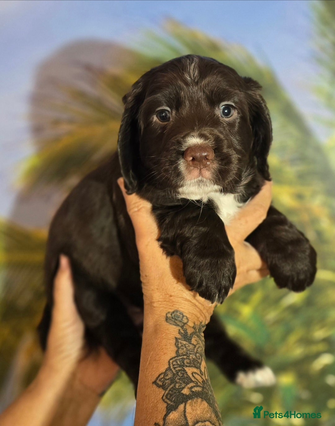 Sprocker dogs for sale: SPROKER- last boy from litter of 4(2 girls 2 boys) - Image 4