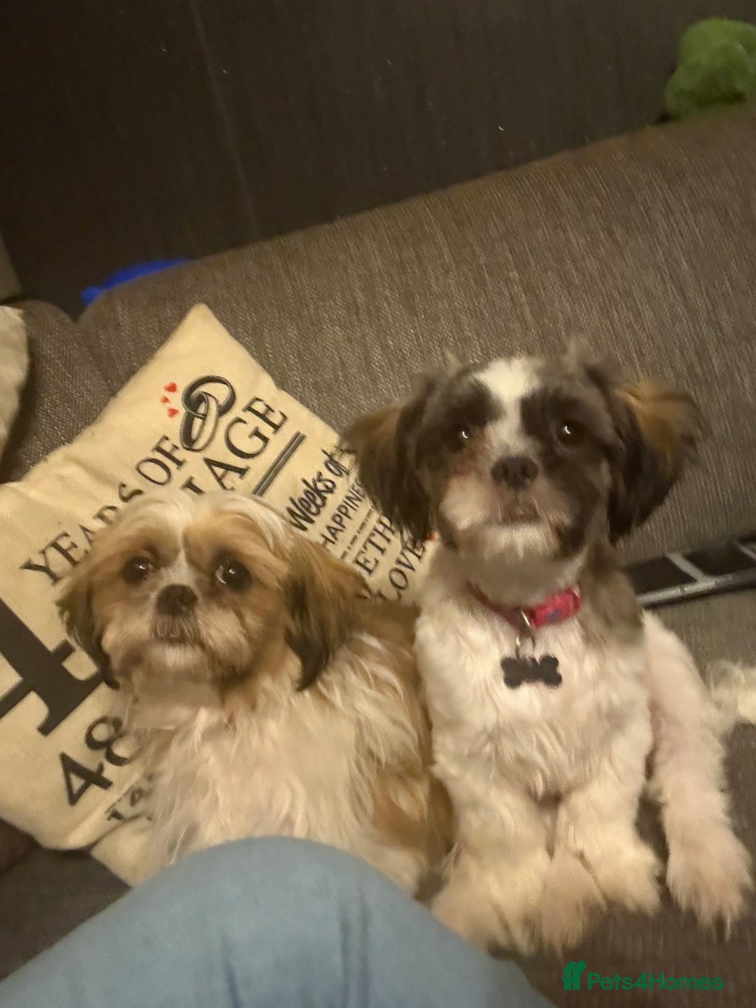 Shih Tzu dogs for sale: 2 x Shih Tzu girls  - Advert 2