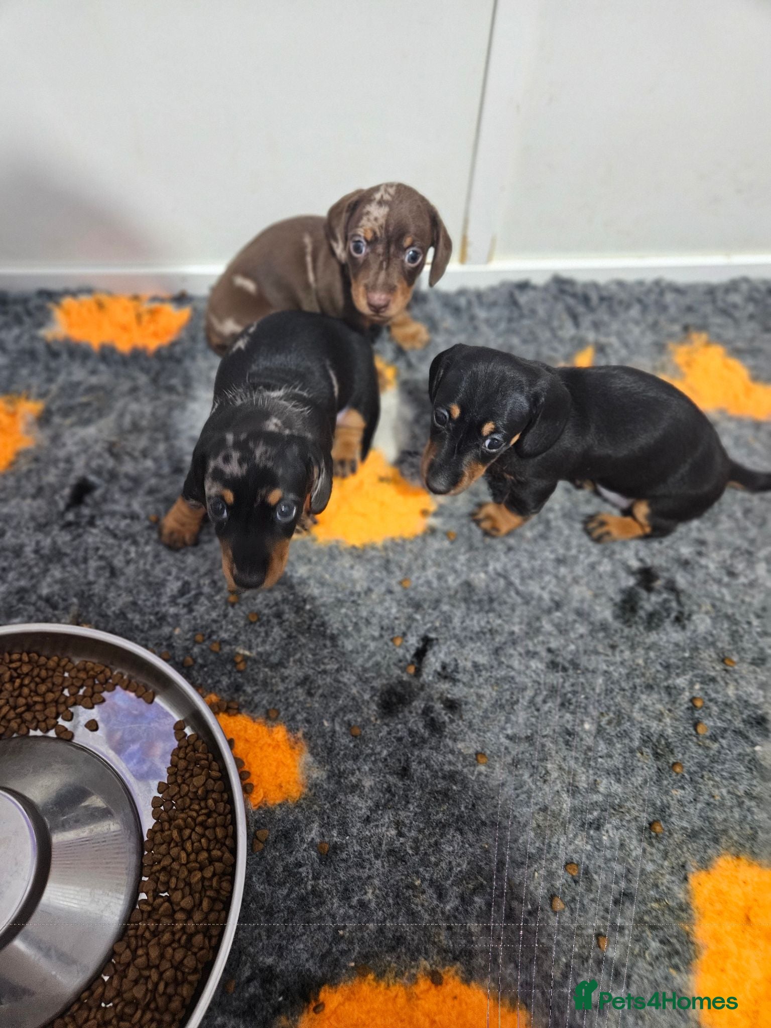Miniature Dachshund dogs Stunning RKC registered miniature dachshund  - Advert 2
