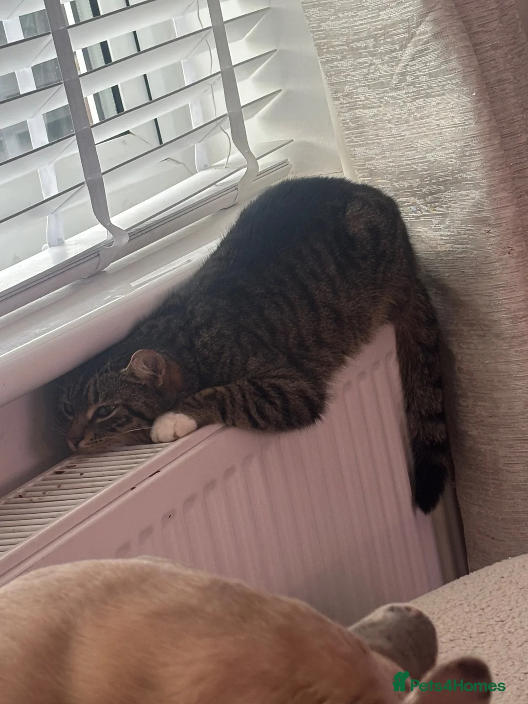 Mixed Breed cats for sale: Kittens for sale.  - Advert 8