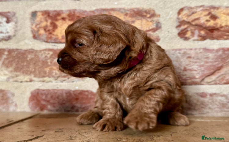 Cavapoo dogs - Advert 8