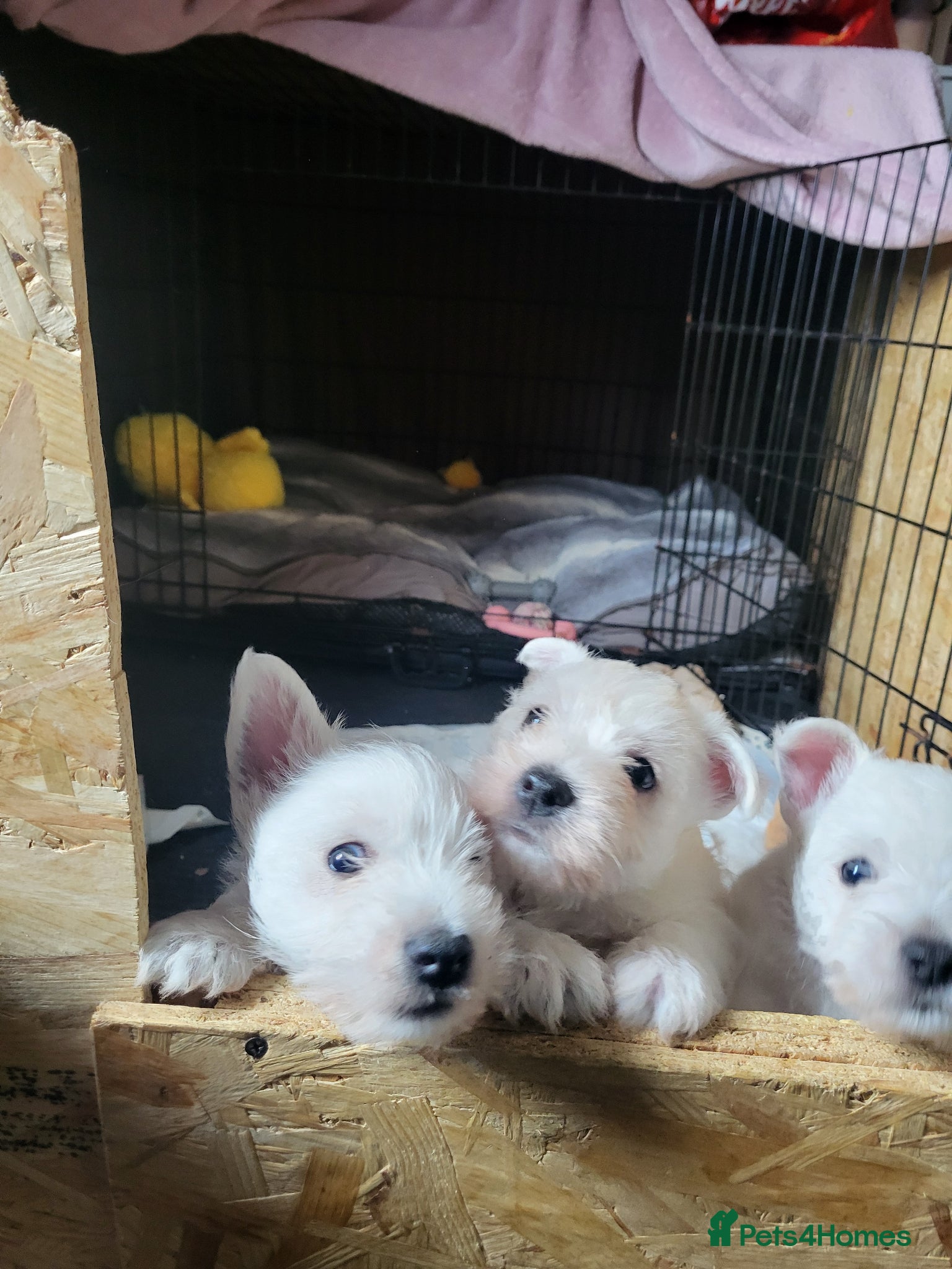 West Highland Terrier dogs Westies for sale - Advert 5