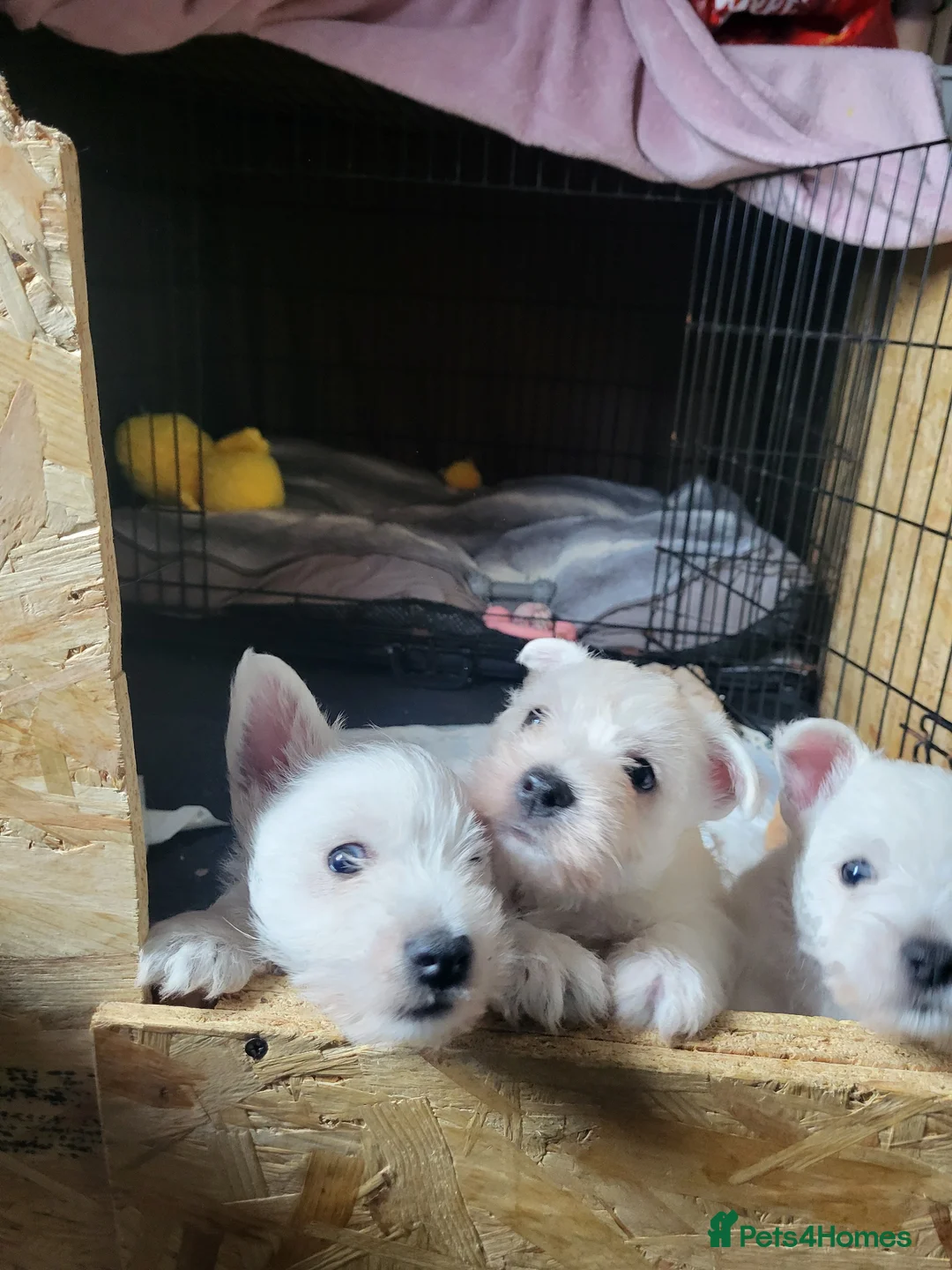 West Highland Terrier dogs for sale: Westies for sale - Advert 1