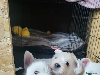 West Highland Terrier dogs Westies for sale - Advert 5