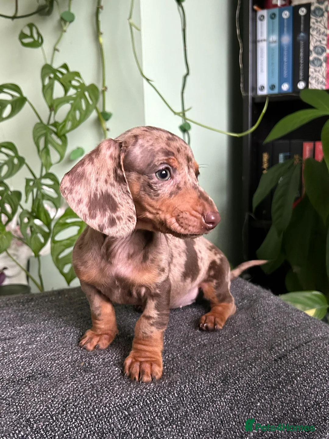 Dachshund dogs for sale: Full Pedigree Dachshund ❤️🧡💚🩵 - Advert 1