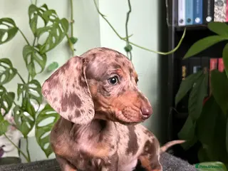 Dachshund dogs Full Pedigree Dachshund ❤️🧡💚🩵 - Advert 1