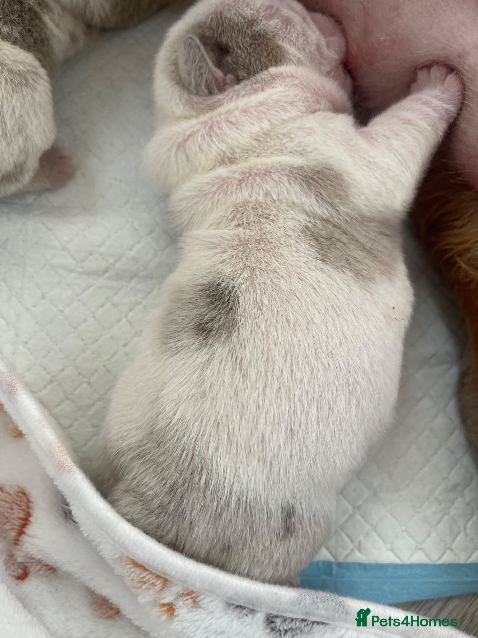 English Bulldog dogs ***KC REGISTERED FLUFFY ENGLISH BULLDOGS*** - Advert 2