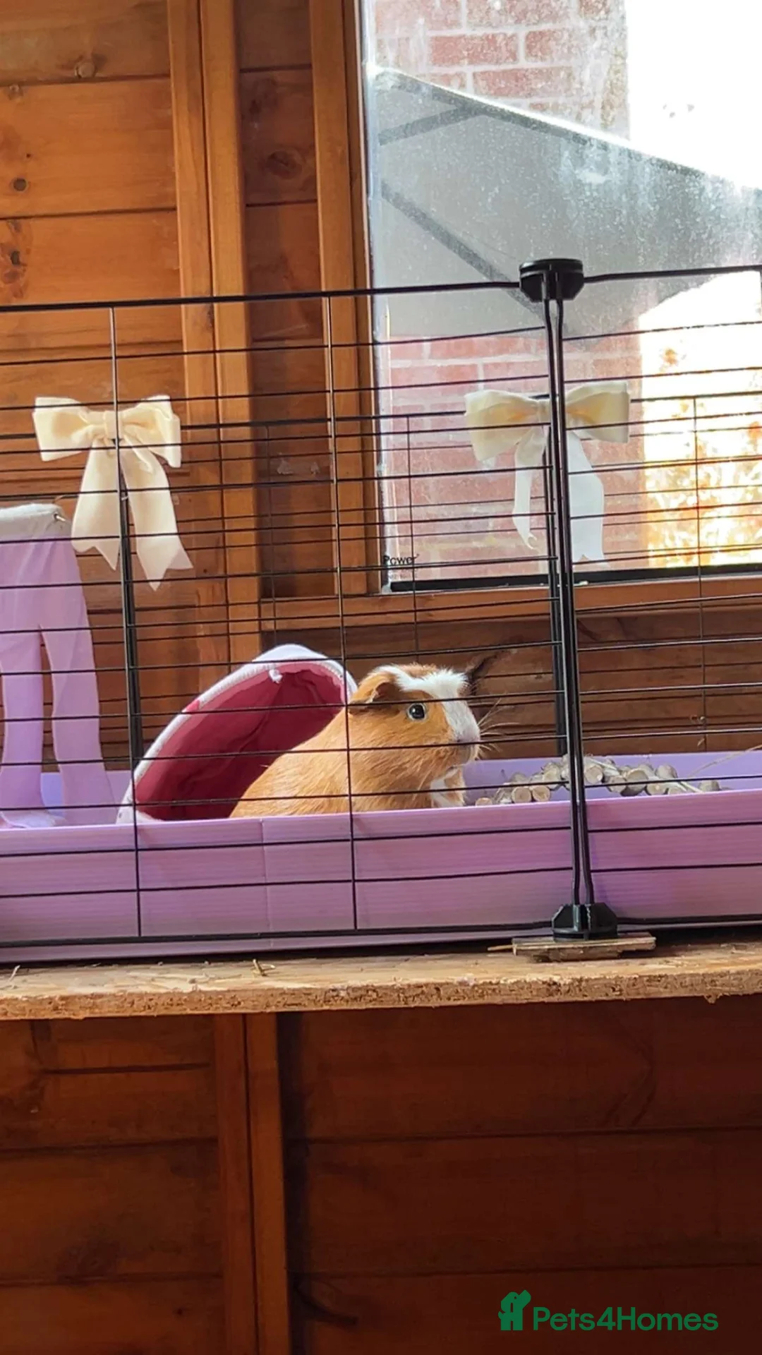 Guinea Pig rodents for sale: Beautiful female guinea pig  in Leek - Advert 2