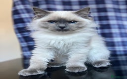 Ragdoll cats for sale: FIFe Registered Ragdoll Kittens Champion Line  - Image 33