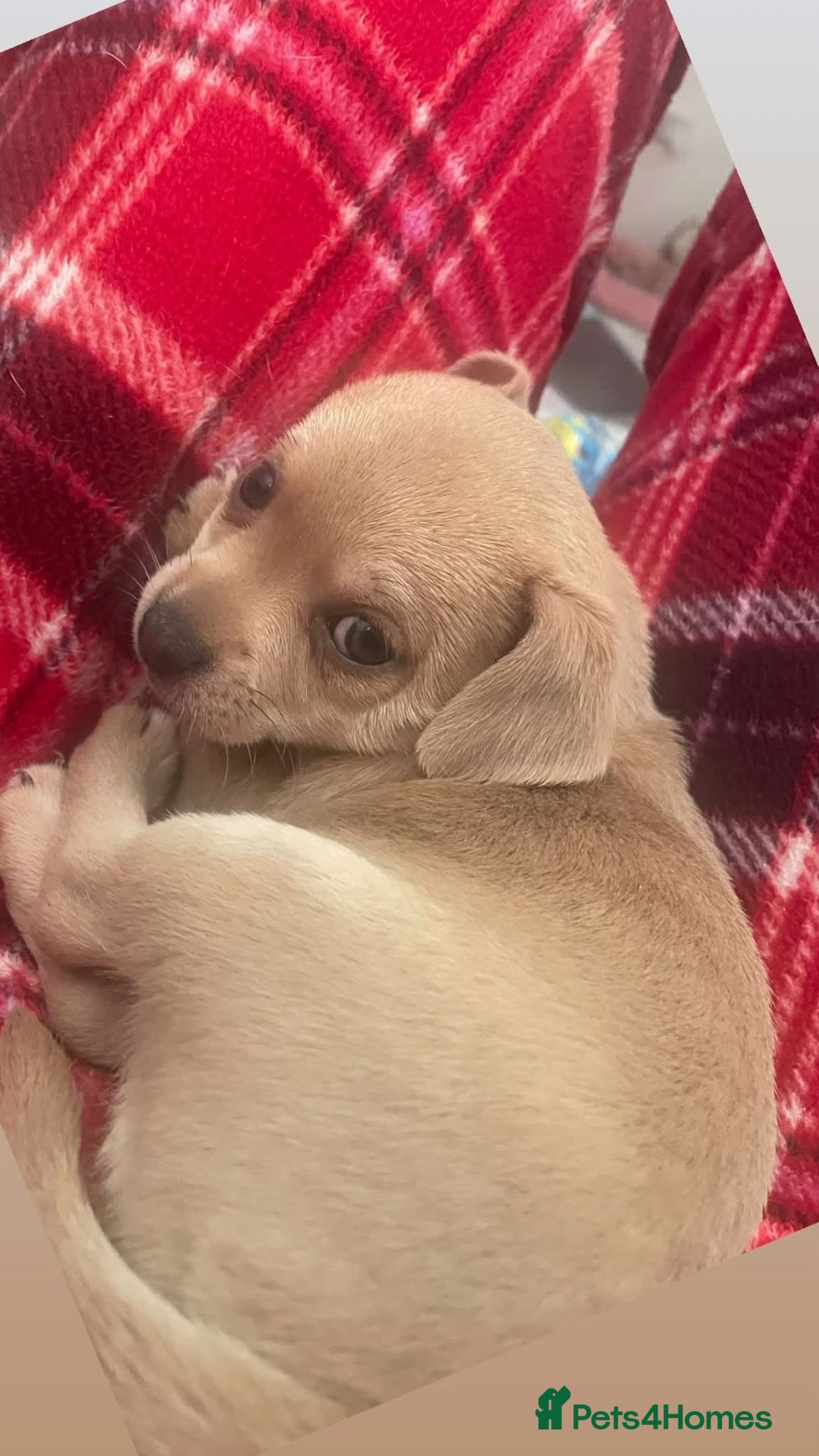 Chihuahua dogs for sale: 🌸🩵 READY NOW! KC CHIHUAHUAS 🩵🌸 - Advert 2