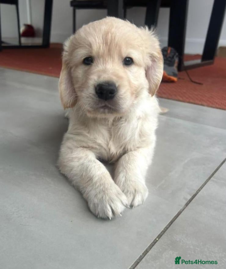 Golden Retriever dogs Beautiful littler of golden retrievers  - Advert 3