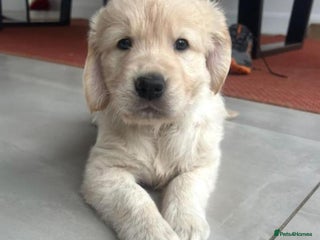 Golden Retriever dogs Beautiful littler of golden retrievers - Advert 3