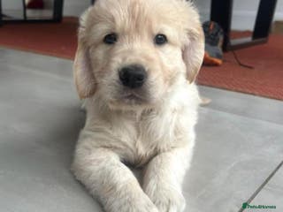 Golden Retriever dogs Beautiful littler of golden retrievers - Advert 6