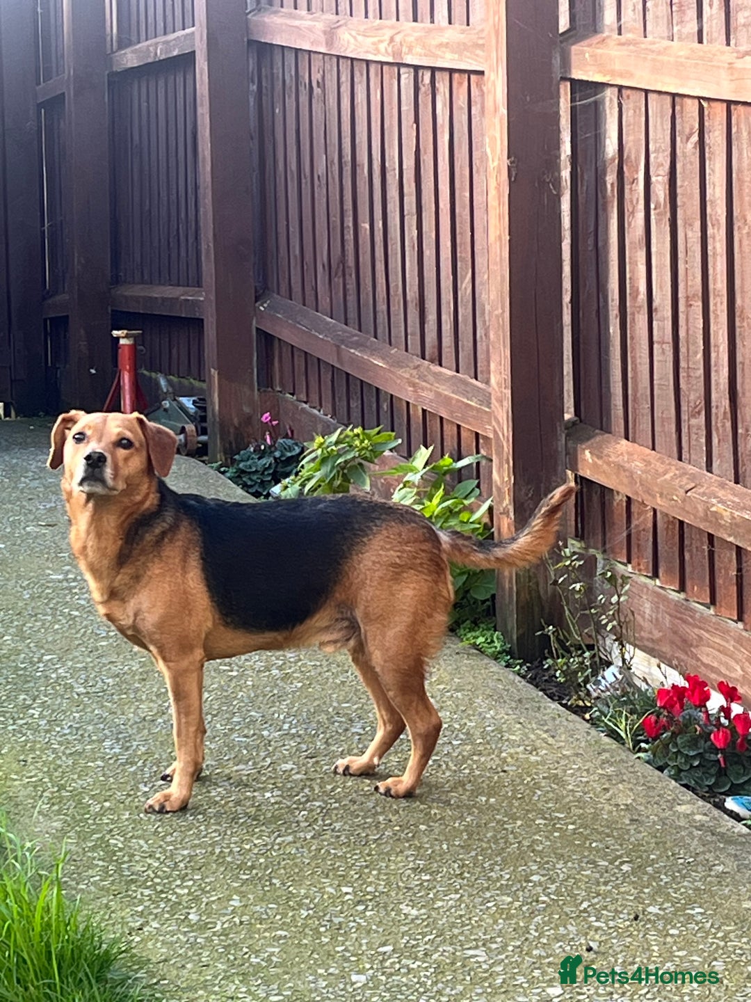 Mixed Breed dogs for sale: Beagle cross Jack Russle (Mo)  - Advert 1