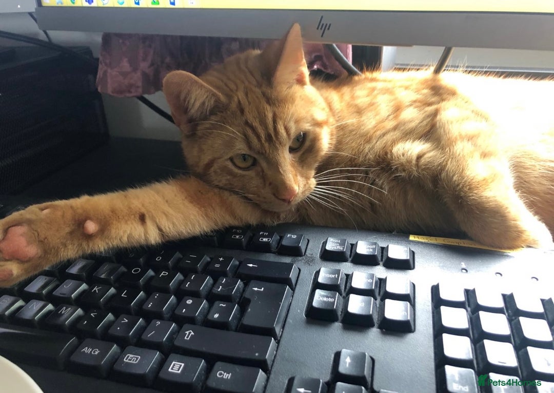 Mixed Breed cats for sale: Ginger Tom  - Advert 8