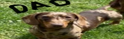 Miniature Dachshund dogs for sale: Miniature dachshunds in Wells - Advert 3