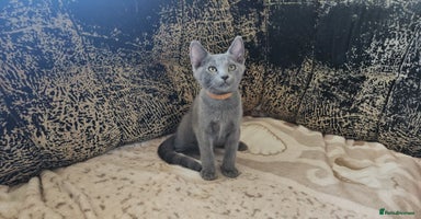 Russian Blue cats - Advert 6