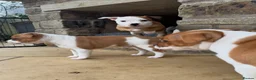 Staffordshire Bull Terrier dogs for sale: Beautiful Staffordshire Bull Terrier Puppies 🐾 in Richmond - Advert 14