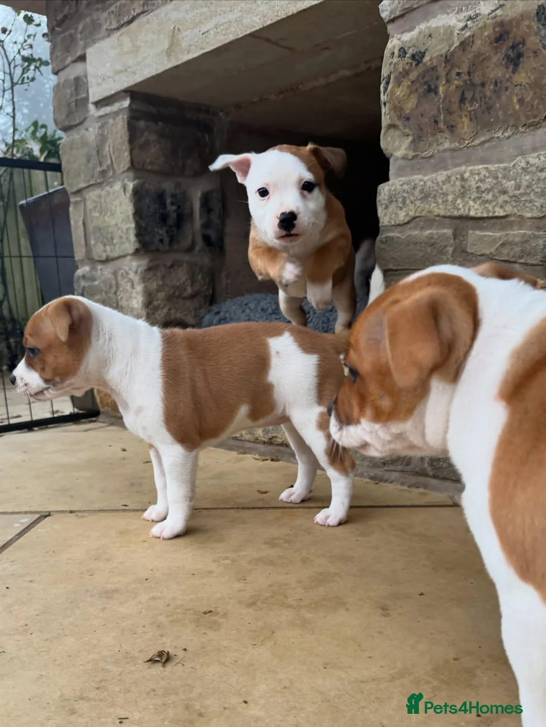 Staffordshire Bull Terrier dogs for sale: Beautiful Staffordshire Bull Terrier Puppies 🐾 in Richmond - Advert 14