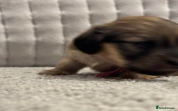 Miniature Dachshund dogs for sale: Reservation list now open! - Image 22