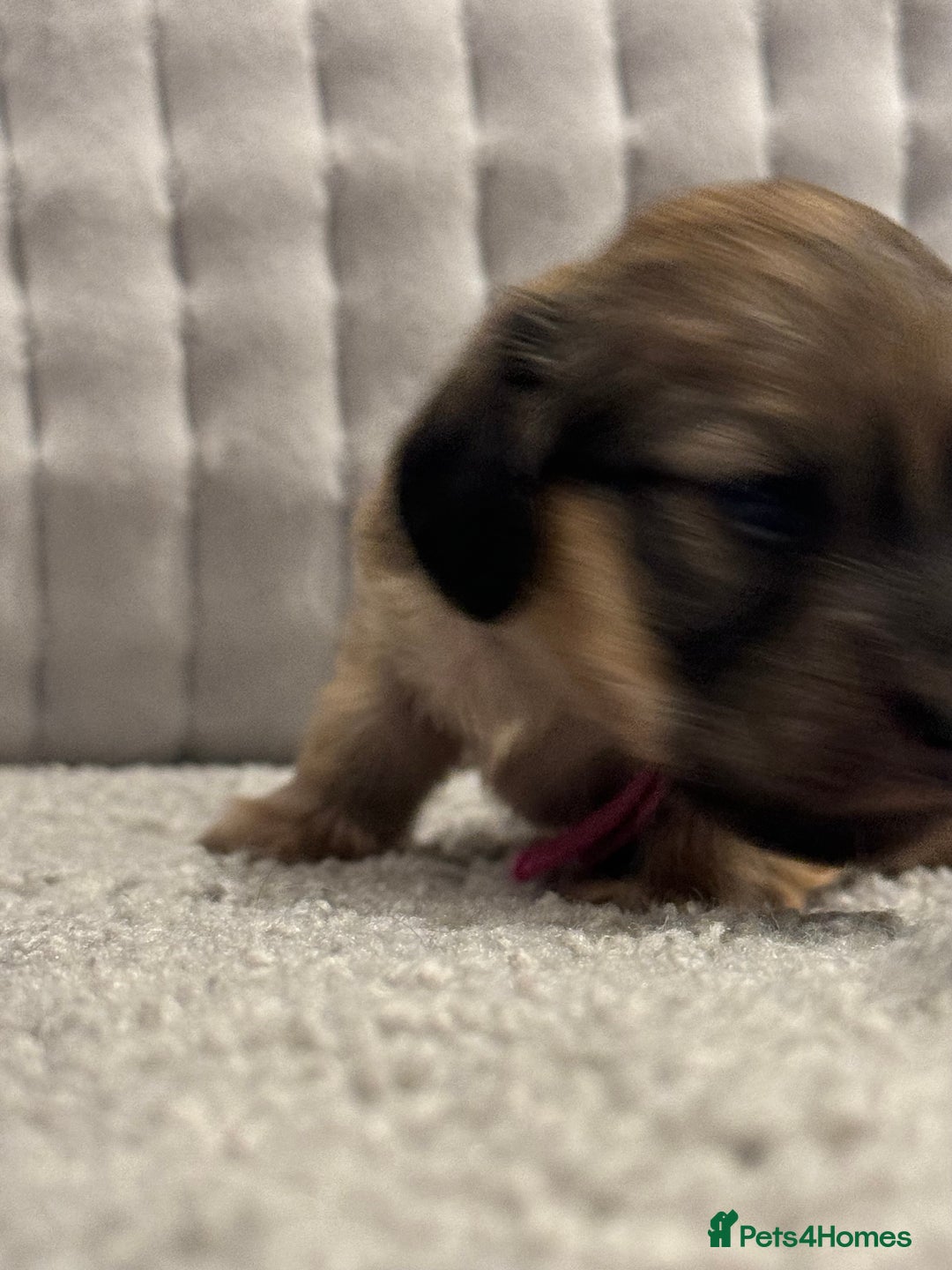 Miniature Dachshund dogs for sale: Reservation list now open! - Image 22