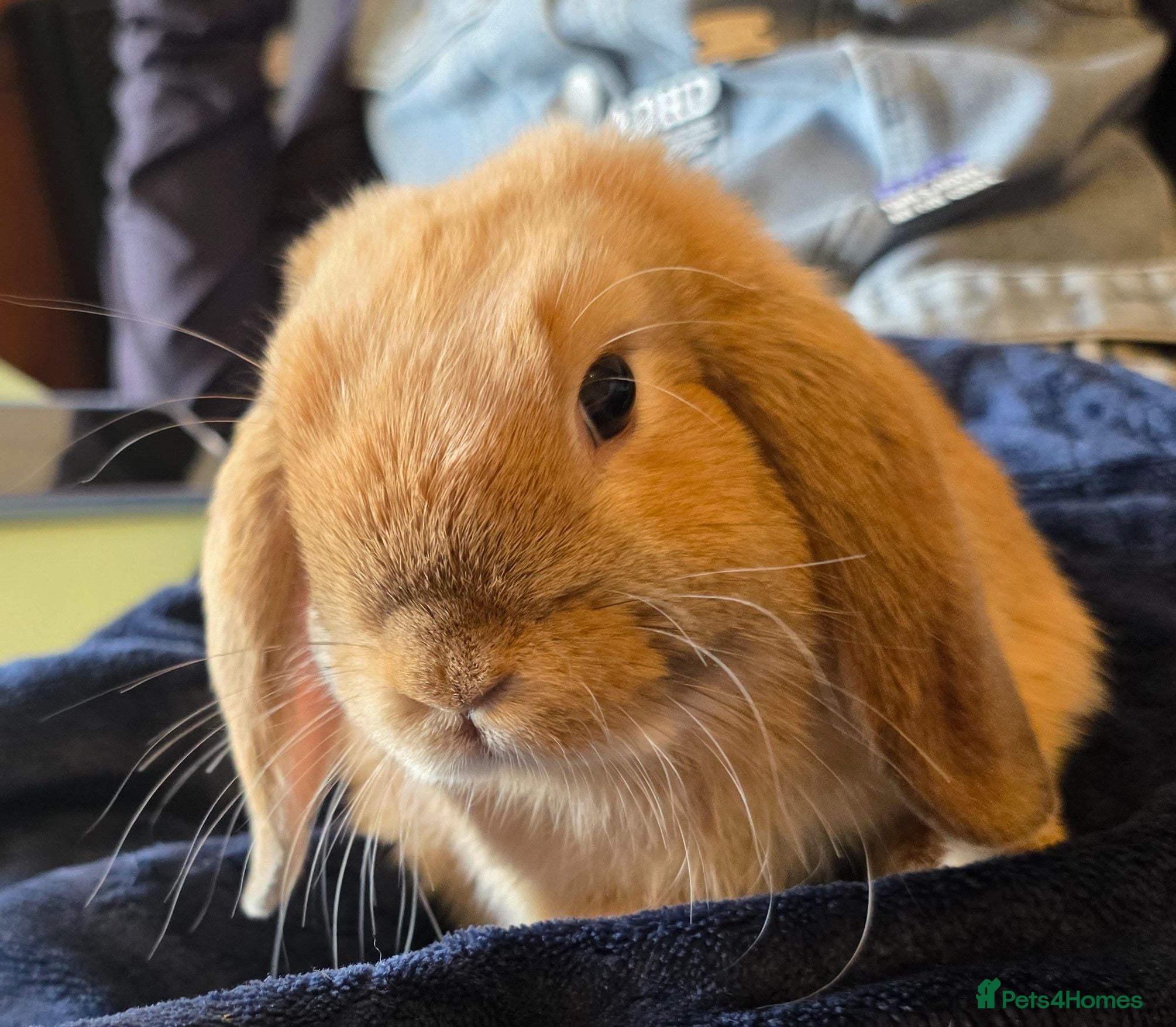 Mini Lop rabbits Mini lop babies ready now. 1xboy left! - Advert 21