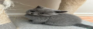 Scottish Fold Solid Blue Boy Straight Ears