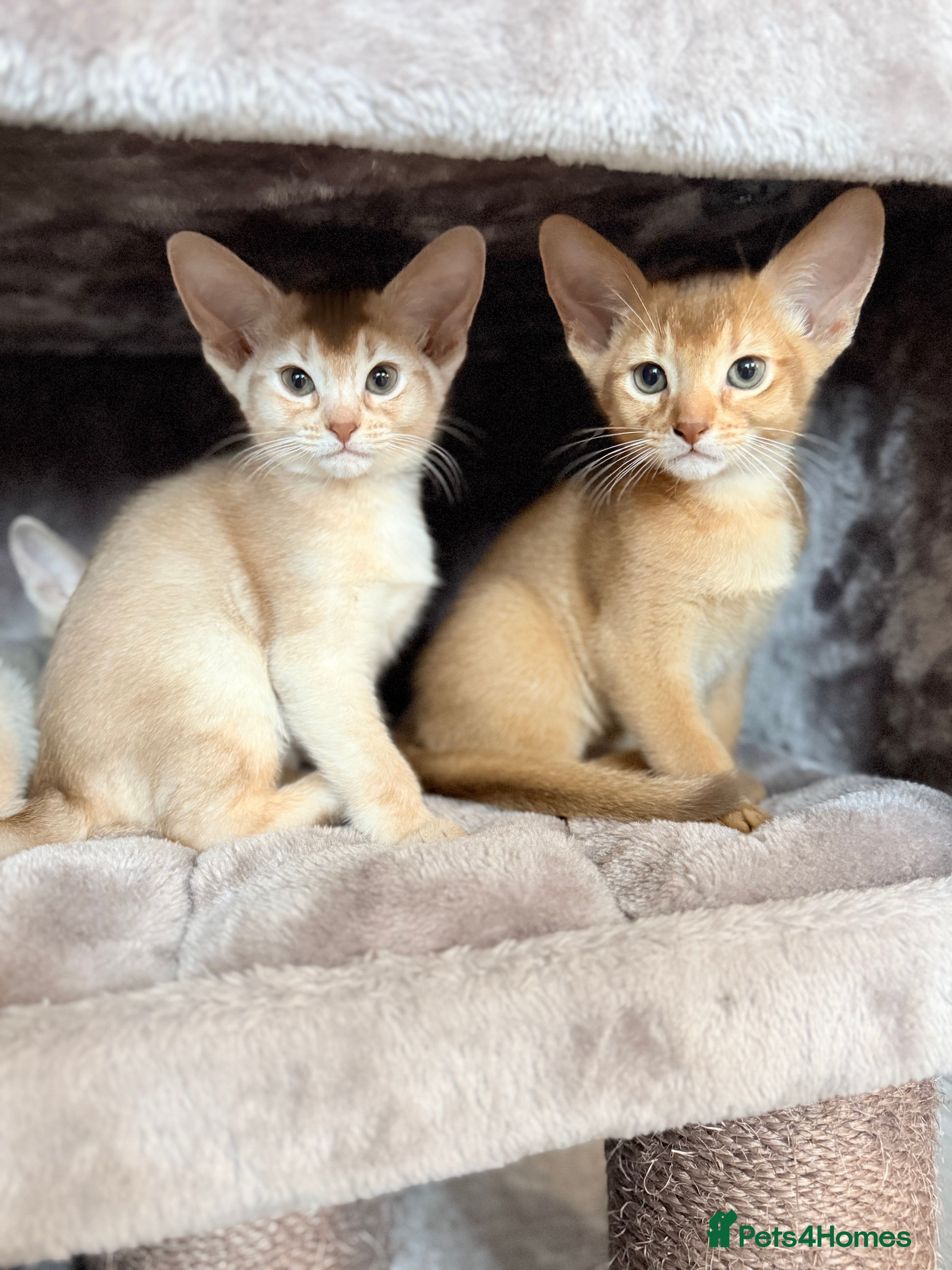 Abyssinian cats Abyssinian Kittens 🐾 - Advert 12