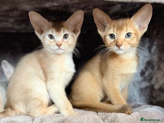 Abyssinian cats Abyssinian Kittens 🐾 - Advert 12